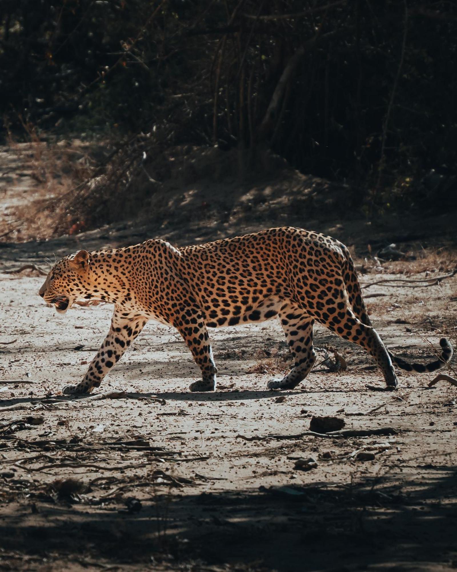 Wild Trails Yala By Suri Exterior foto