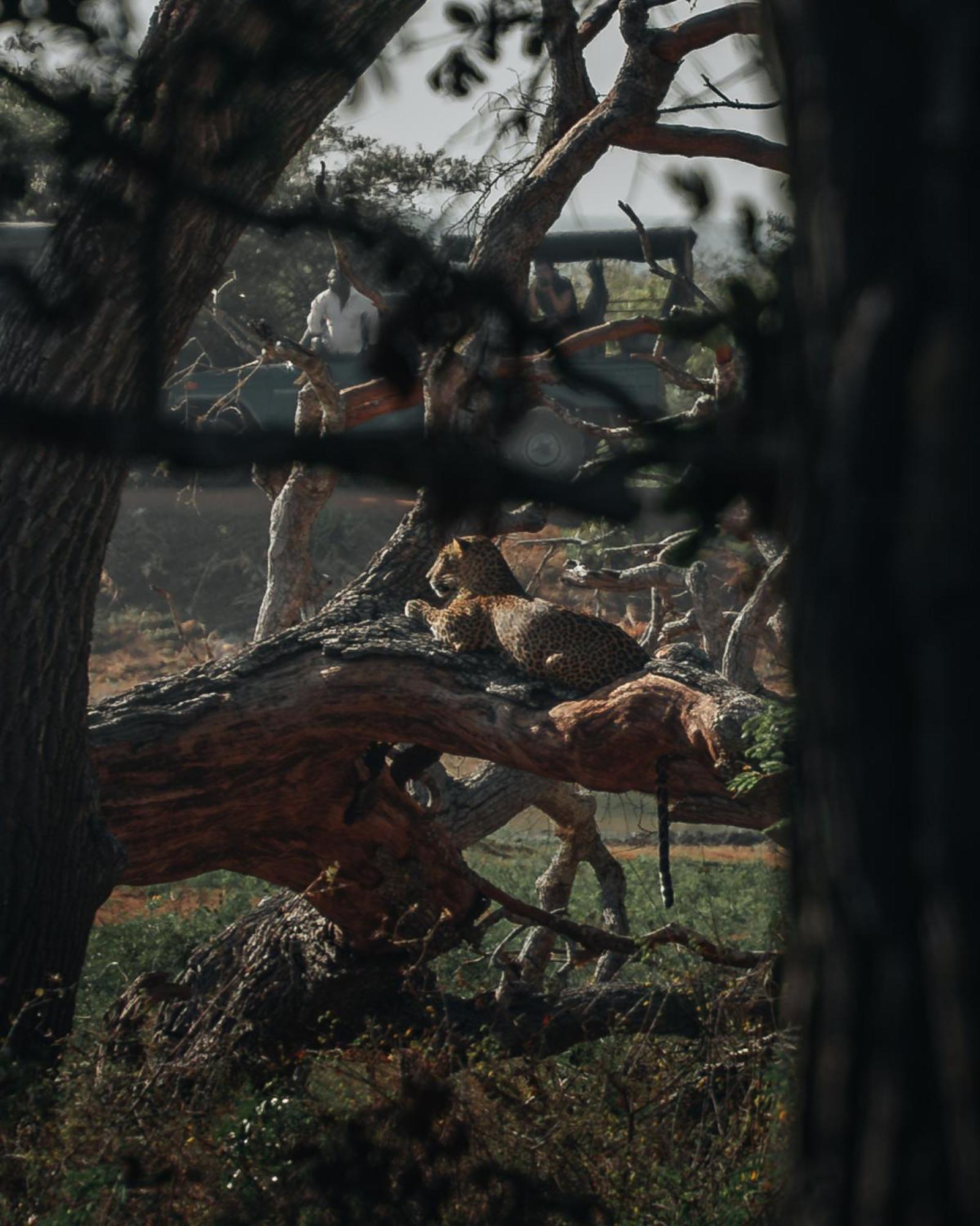 Wild Trails Yala By Suri Exterior foto